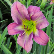 Welcome Aliens Daylily